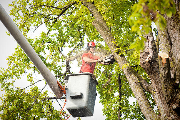 Best Arborist Services Near Me  in USA